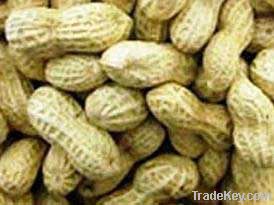 Organic Dried Groundnuts