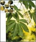 Horse Chestnut Extract  Aescin 20%, 40% by UV