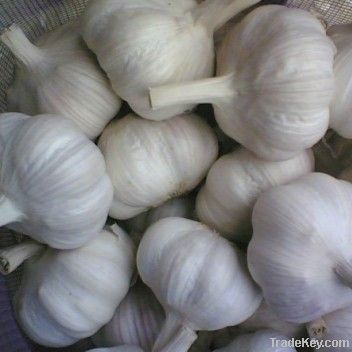 CHINA GOOD Fresh White Garlic 2011