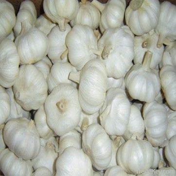 CHINA GOOD Fresh White Garlic