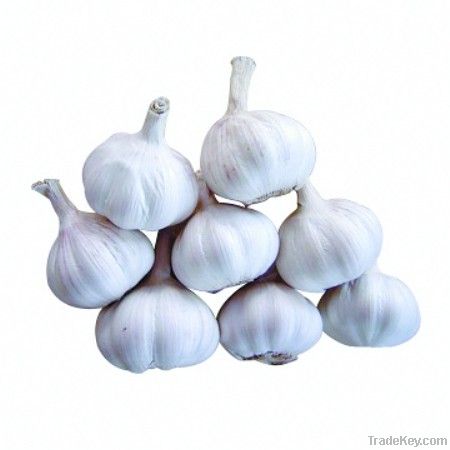 5.5cm normal white garlic