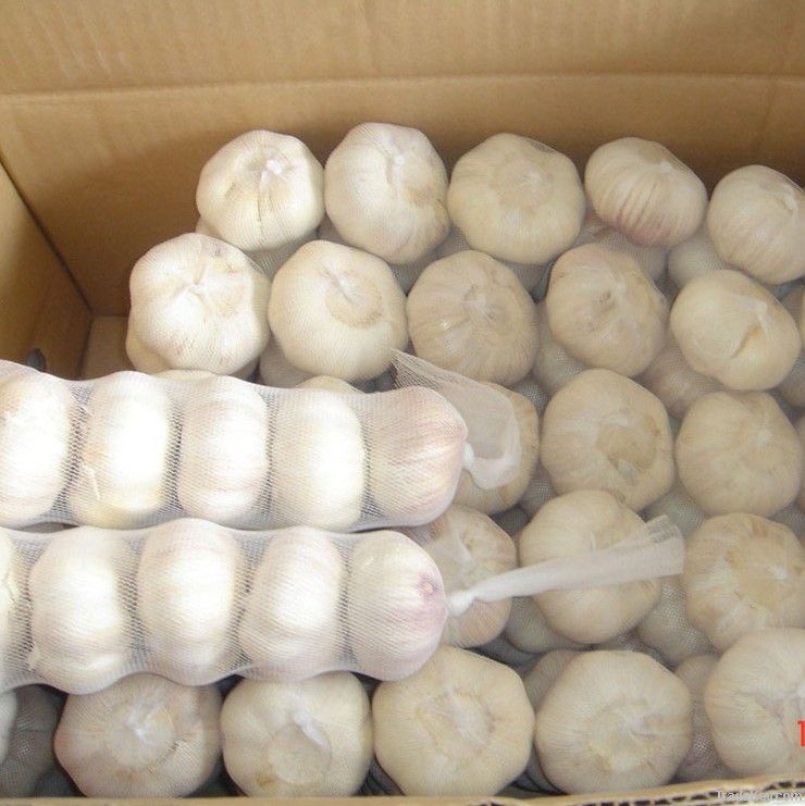 CHINA  Fresh White Garlic 2011 in cold room