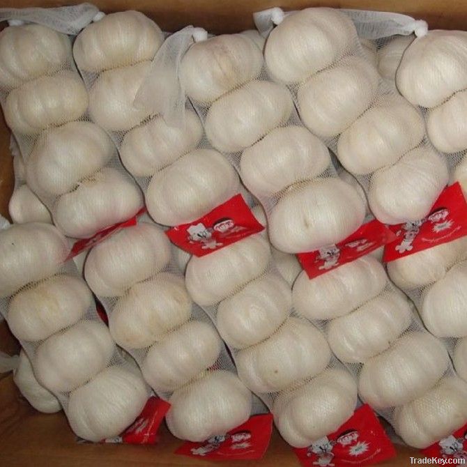CHINA  Fresh Normal White Garlic 2011 in cold room
