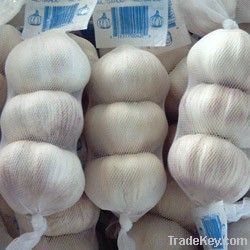 CHINA  cheap Fresh Normal White Garlic 2011 in cold room