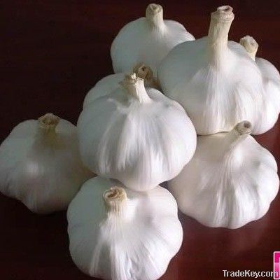 CHINA  cheap Fresh Pure White Garlic 2011 in cold room