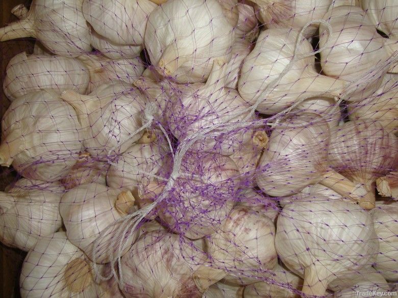 shandong fresh white garlic