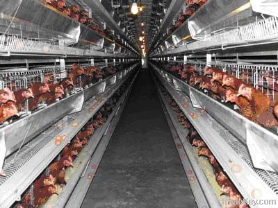 automatic hen breeding machine