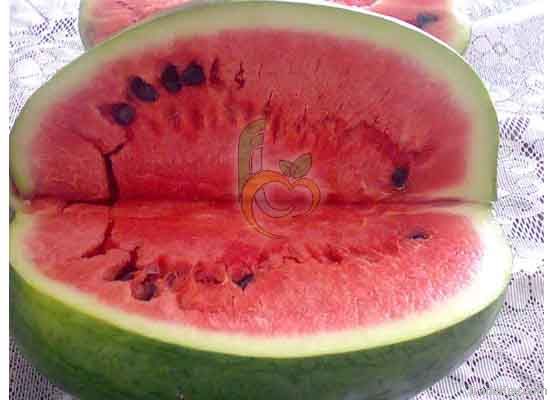 Egyptian Fresh Water Melons