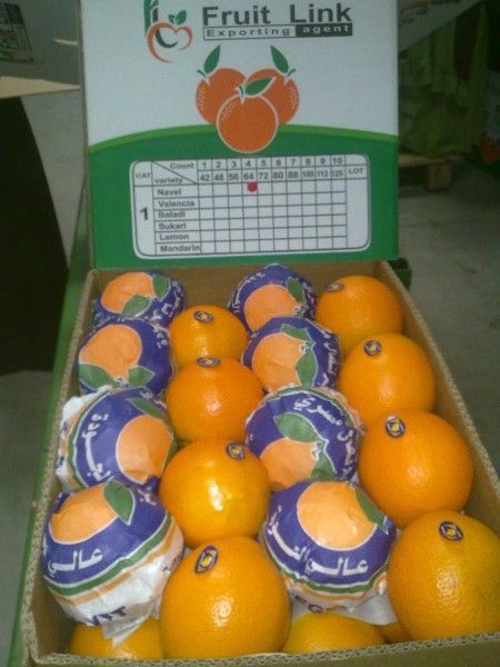 Fresh Navel Oranges by Fruit Link 