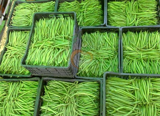 Fresh Green Beans from Egypt by Fruit Link 