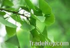 Ginkgo Biloba Extract CP2010