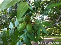 Pecans, unshelled and shelled