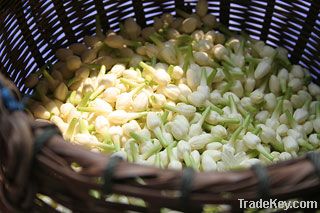 Fresh Jasmine Flower