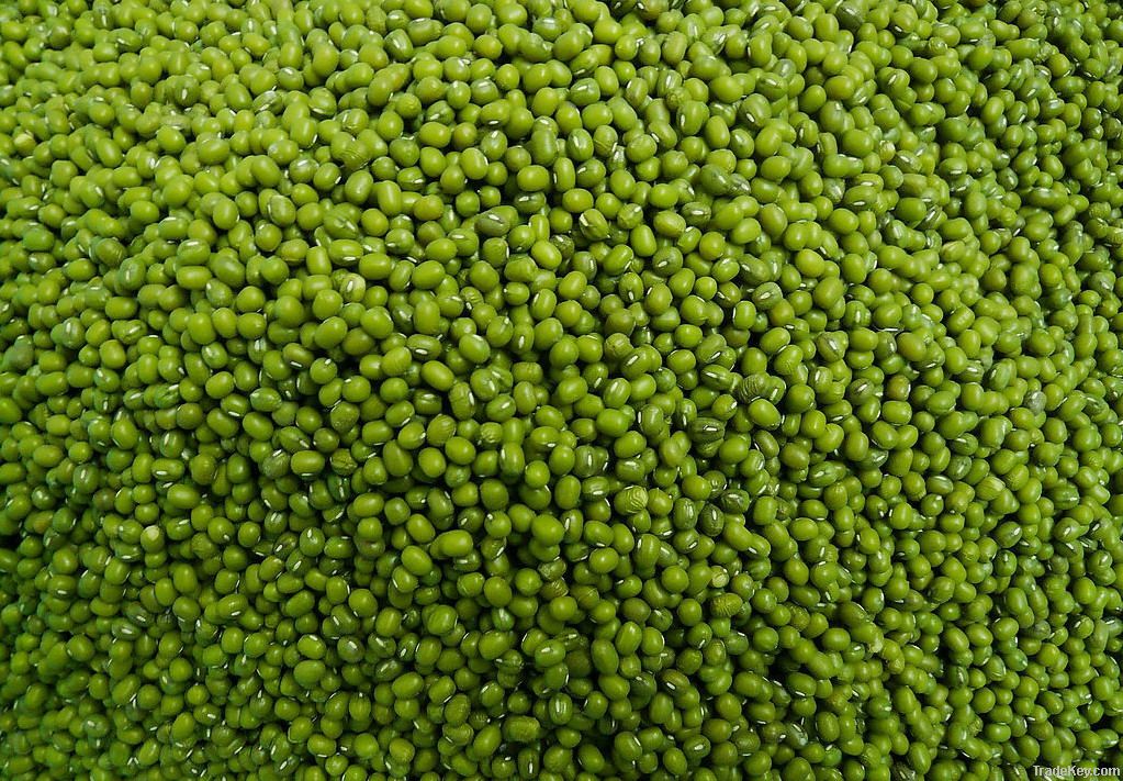 New Crop Chinese High Quality Non GMO Green Mung Bean For Sprouting