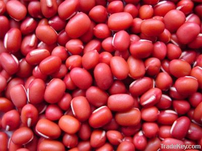 New Crop Chinese High Quality Non GMO Small Red Beans