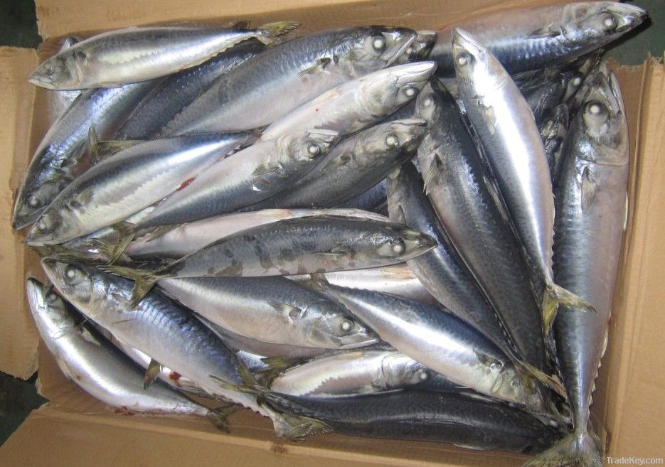 WR pacific mackerel 100-200G