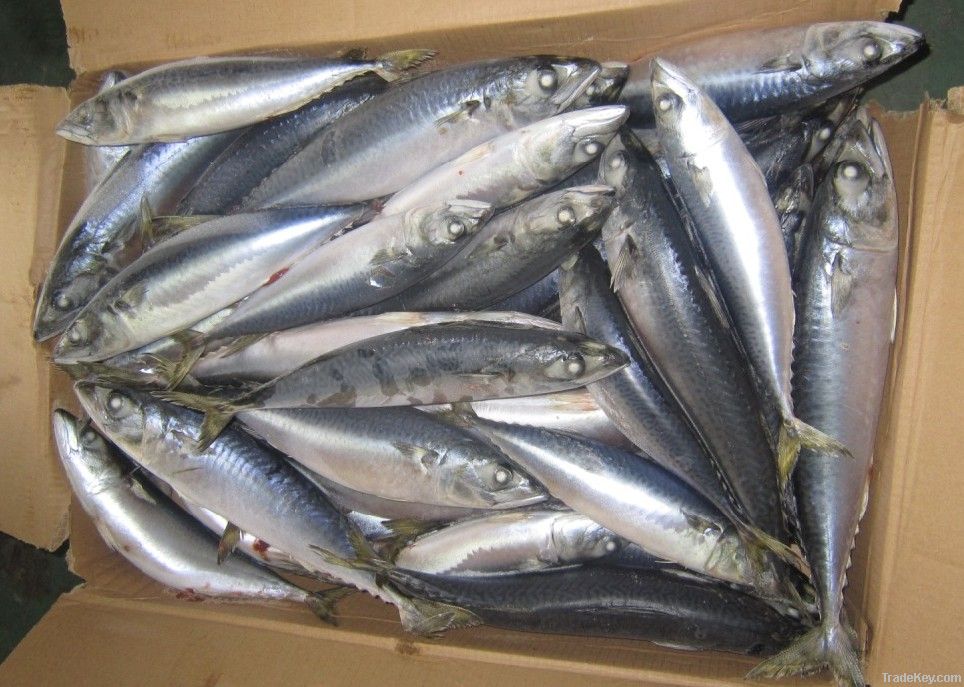 WR pacific mackerel