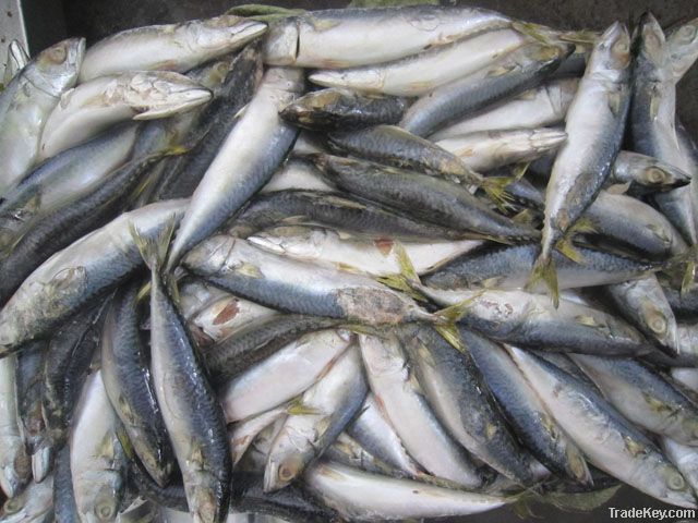 Frozen Pacific mackerel for tuna bait use
