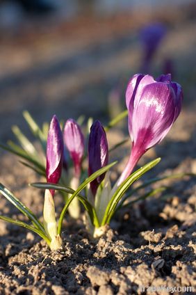 Saffron Organic Herbal Teas