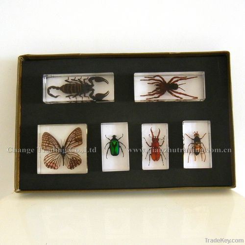 2012 new Acrylic Specimen Embedment specimen collection sets