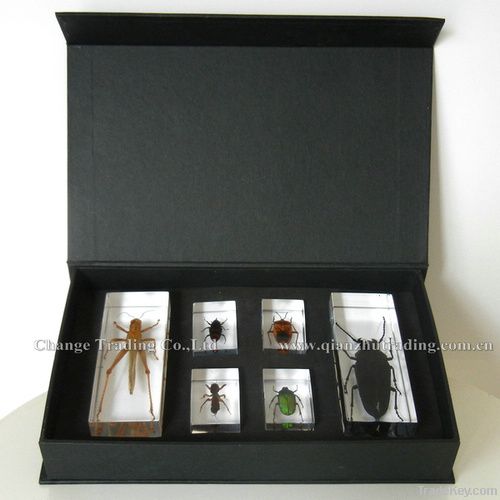 Insects acrylic specimens set insects block specimens