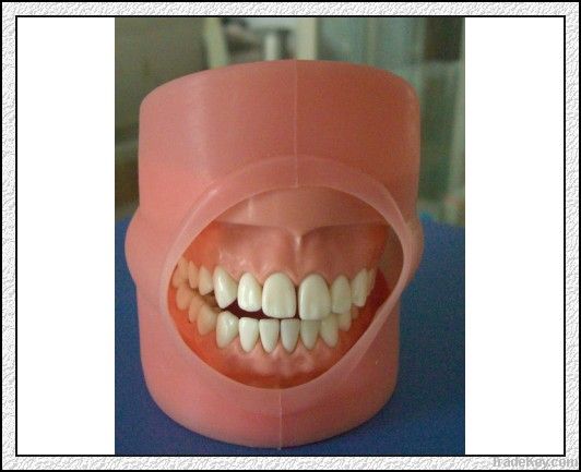 Oral Cavity Cover Model/Patient Education Models
