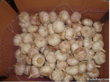 Normal White Garlic 10kg bags