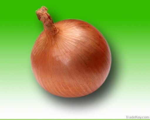 Yellow Onion and Red Onion