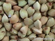 Chinese Buckwheat Kernels