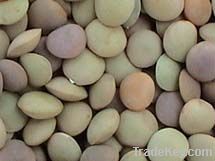 Chinese Lentils(3.0-5.0mm)