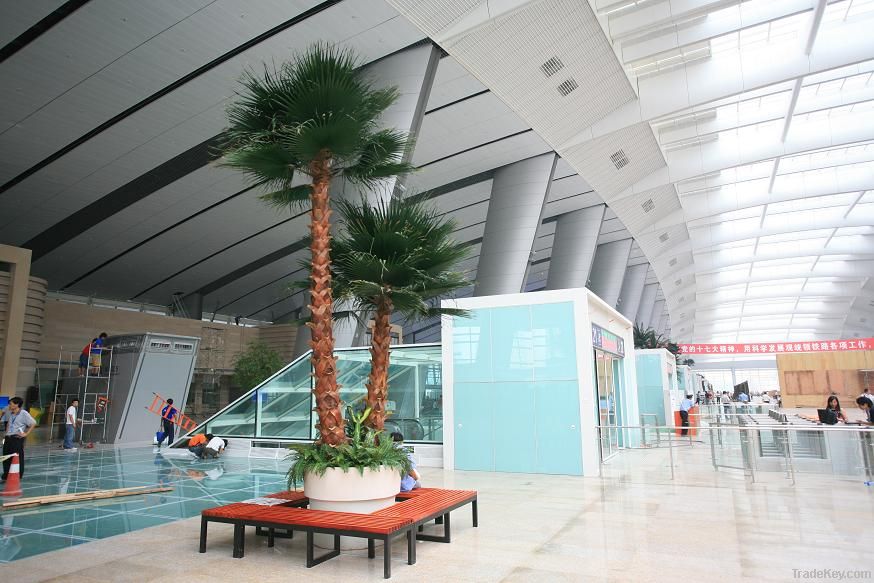 indoor palm tree, washingtonia tree