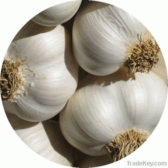Colossal Garlic-Bulb