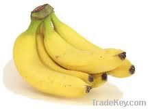 Cavendish banana