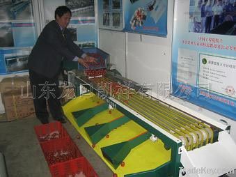 XGJ-XXHS type fruit grading machine(for cherry tomatoes, jujube etc)