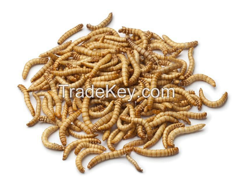 Eco-friends bird food meal worms