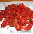 World hottest Bhut jolokia or ghost chilli