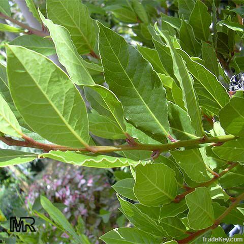 Dried Bay Leaf