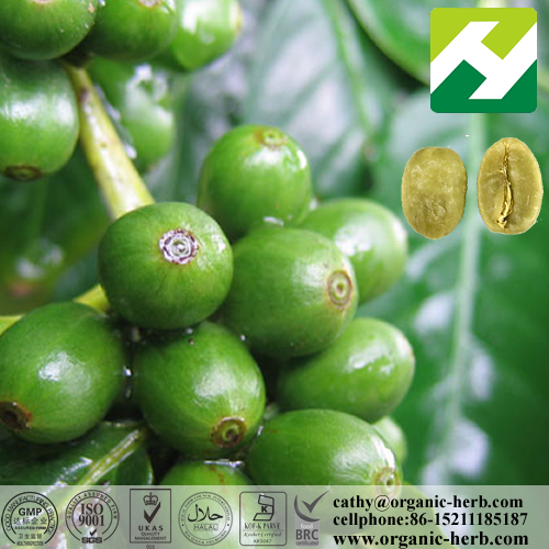 99%Chlorogenic Acid --Green Caffee Bean Extract