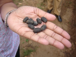 Jatropha Seeds