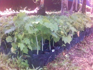 Jatropha Saplings