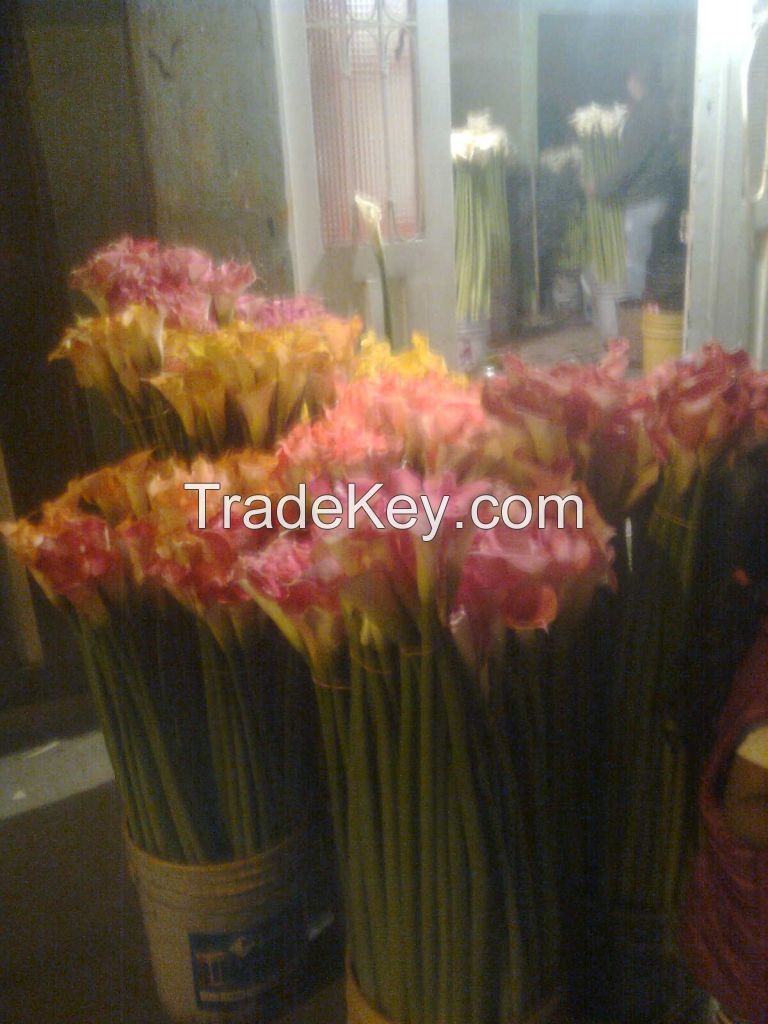 Fresh Cut Flowers Direct From Farms in Colombia and Ecuador