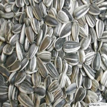 Sunflower seed