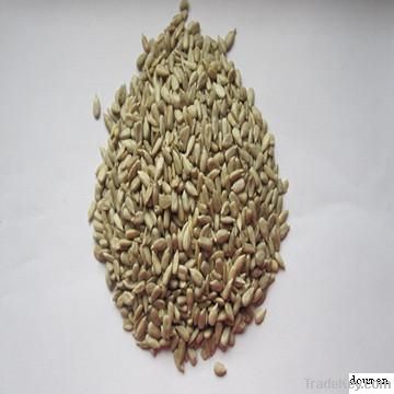 Sunflower  kernel