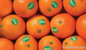 Citrous Fruits: Mandarine, Grapes, Orange, Pomelos , P