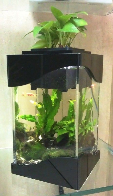 Bio Fish Tank