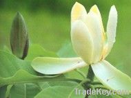 Magnolia P.E., 10~95% Magnolia total polyphenol