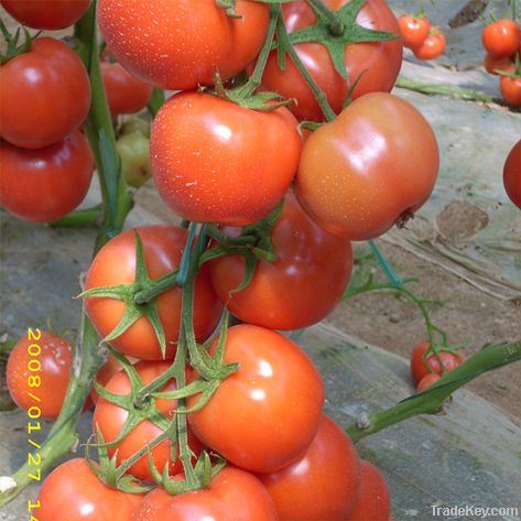 Jinmiao jindeli mid-early mature hybrid tomato seeds
