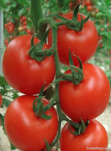 Huayue indeterminate growth f1 hybrid tomato seeds