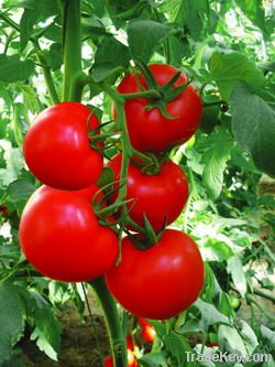 Liangshi Y.N red hybrid stone tomato seed(vegetable seed)