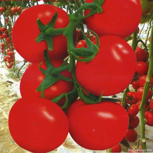 Yinong F-117 indeterminate growth tomato seed